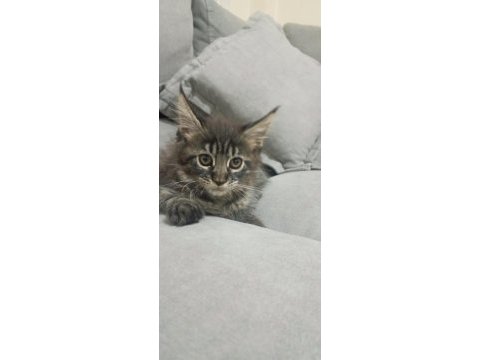 Dev kedi koca pati maine coon kediler yuvalarını arıyor