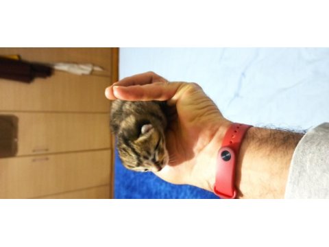 Scottish fold 1.5 aylık