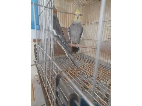 İkinci kuluçka hazırlığında kusursuz grey takım sultan