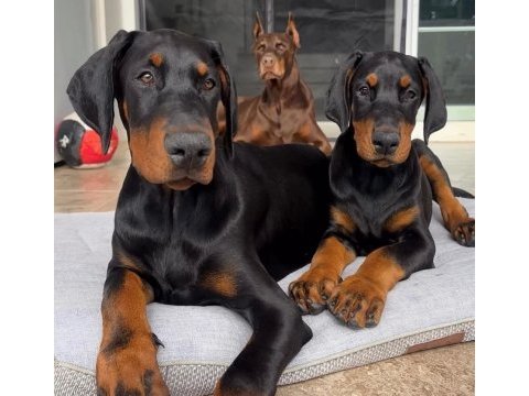 Doberman kapıda ödemeli çiftlik kredi kartı geçer