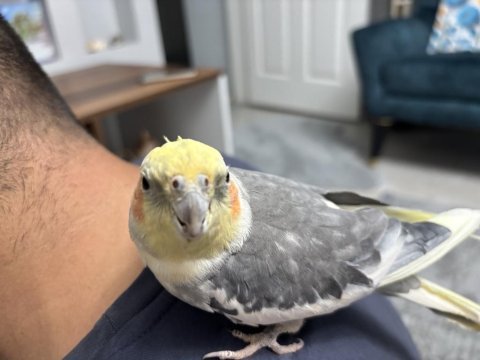 Erkek evcil sultan papağanı