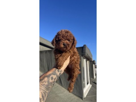 Red brawn toy poodle yavru