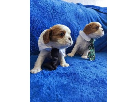 Prenses ve prens safkan cavalier king charles yavrular