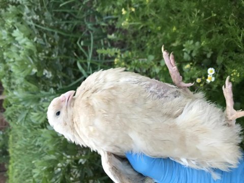 Orjinal etlik ve yumurtalık teksas bıldırcın