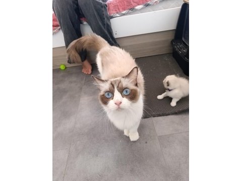 Dünyanın en sakin tatlı sevgi dolu kedisi ragdoll