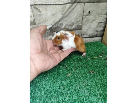 Tatlı guinea pig yavruları istanbul