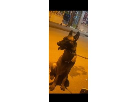 İtaatkar ve hırslı belçika kurdu