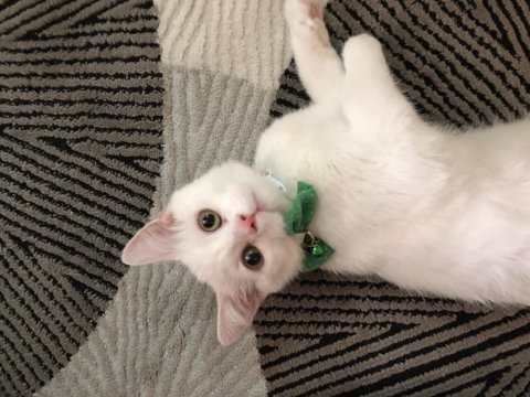 Pamuk aşırı uysal british shorthair