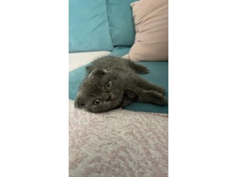 Oyuncu maya scottish fold