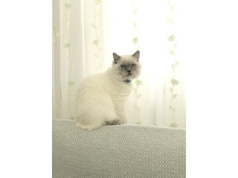Acil yuva british longhair