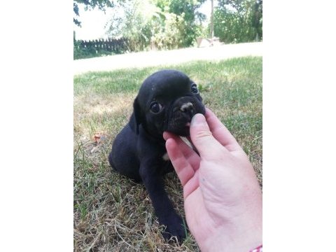 Irk harikası küt burun french bulldog