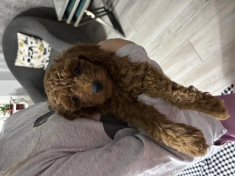 Orjinal kore toy poodle erkek üst kalite ırk garantili