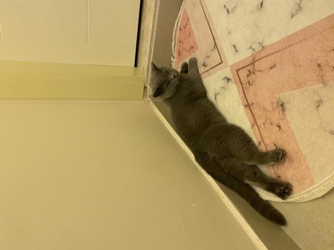 Eğitimli kısır uysal british shorthair