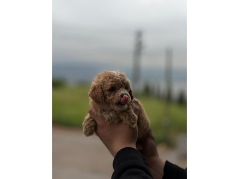 Yeni yuvasına hazır maltipoo ve poodle yavrularımız