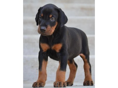 Secereli babadan doberman yavruları