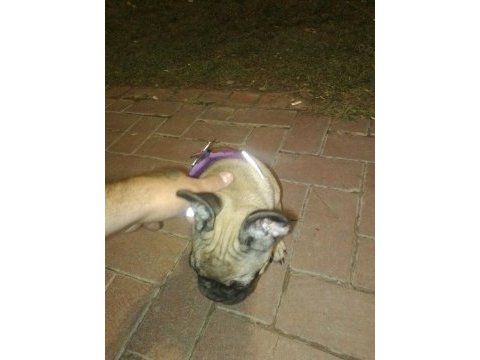 90 günlük french bulldog aşıları karnesi çipi ful