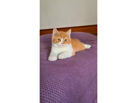 Red british shorthair