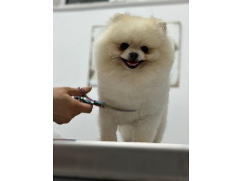 Orjinal şecereli pomeranian boo