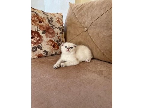 Safkan minnak scottish fold kızım