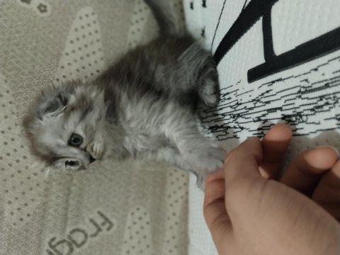 Scottish fold ve scottish straight yavrular 2 aylıklar