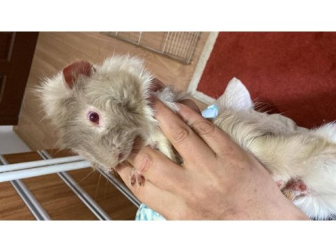 4 aylık guinea pig