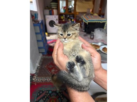 İki tane yavru iki aylık kedimiz sahiplendirilecektir