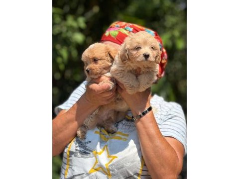 Safkan aşılı ve çiş eğitimli maltıpoo bebekler 