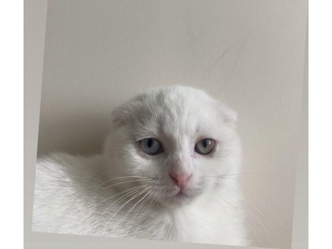İsmi müdür muhteşem bir kedidir eğitimli bakımlı