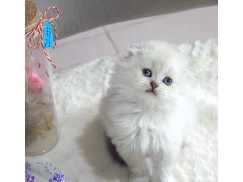 British shorthair ve scottish fold bebeklerim