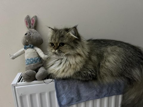 2 yaşında dişi chinchilla