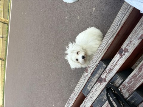 3 aylık terrier çok sevimli eğitimi başladı tuvalet