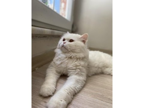 Ücretsiz british longhair sahiplendirme