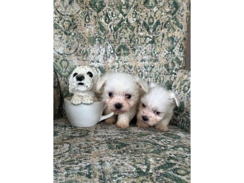 Tea cup maltese bebekler