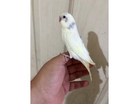 30 günlük harika erkek bebek muhabbet kuşu