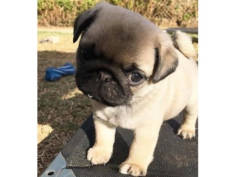 Sağlık garantili tuvalet eğitimli pug bebekler