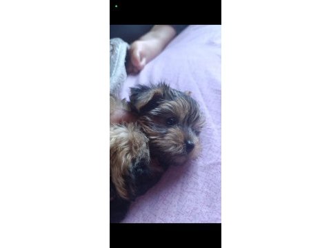 Teacup yorkshire terrier yeni yıl şekeri