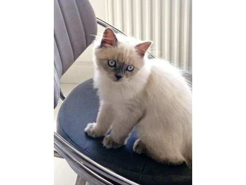4 aylık blue point kedimiz yeni yuvasını arıyor