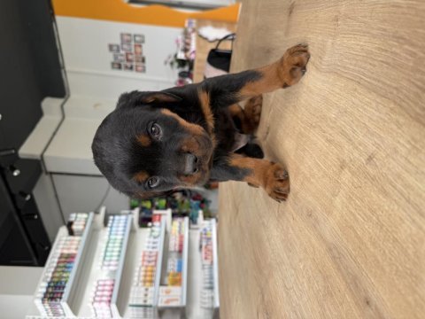 A kalite rottweiler yavru köpekler