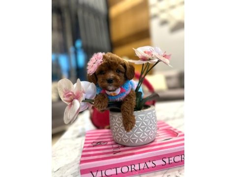 Tatlı mı tatlı mini maltipoo baby