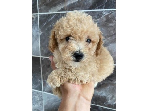 Bichon frise yavrular