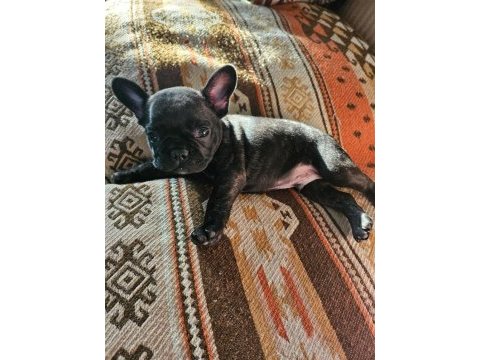 Son erkek yavru 45 günlük french bulldog