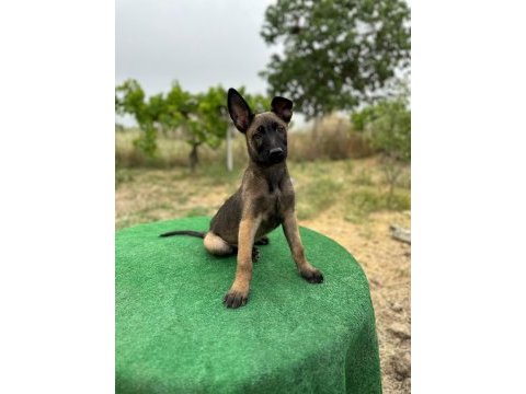 Manisa malinois 45