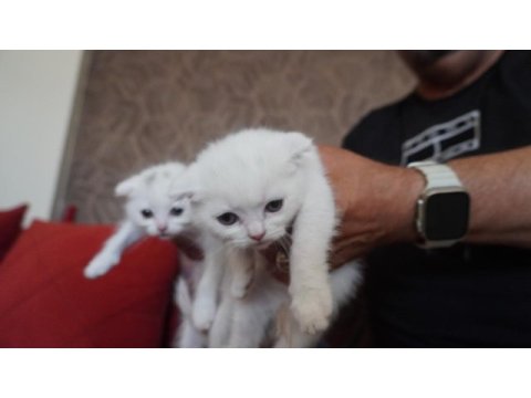 Safkan beyaz scottish fold bebişlerimiz
