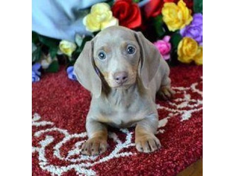 Isabella and tan dachshund yavrularımız nadir renk