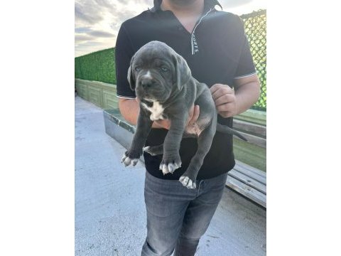 Tosun gibi yavru ve kaliteli köpeklerimiz için iletişime