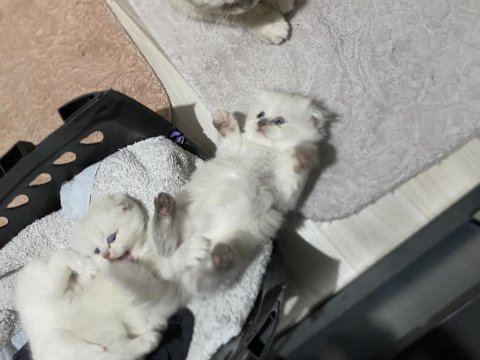Scottish fold yavrular çok tatlı