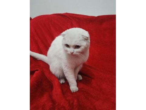 Kartopu scottish fold kedim yeni yuvasını arıyor