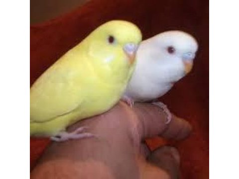 Lutino albino cremio muhabbet kuşu yavrular