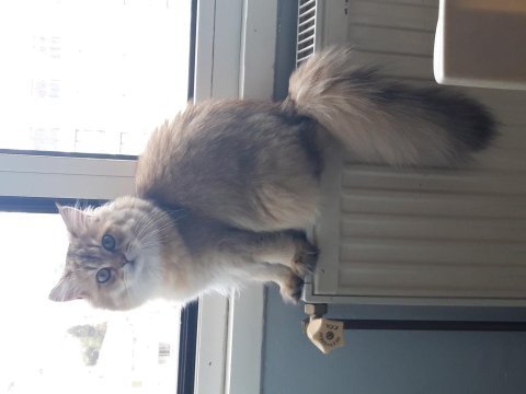 British longhair babası şecereli yavru
