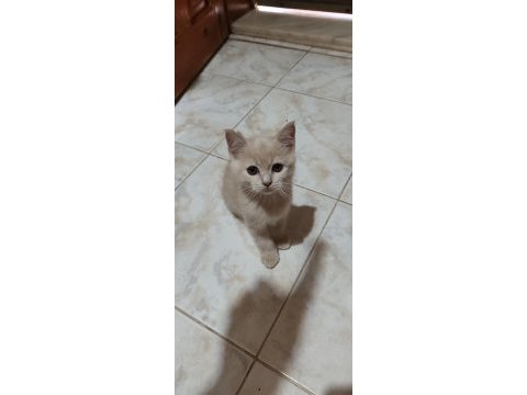 Anne ve yavruları kediler